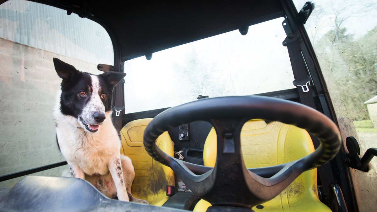 Hundar hör inte hemma i varma bilar.