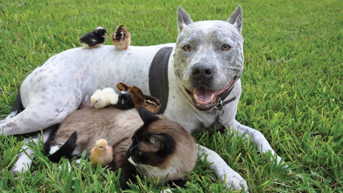 Hunden chillar med sina katten och kycklingarna.
