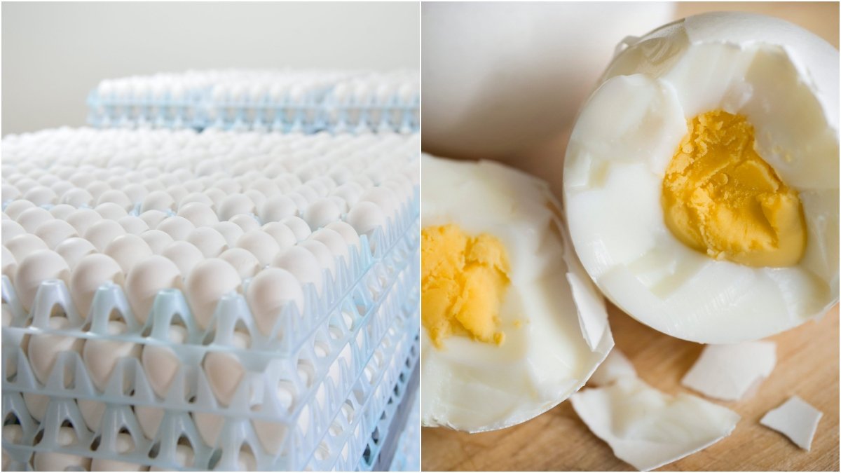 Ägg innehåller höga halter gifter, enligt en undersökning.