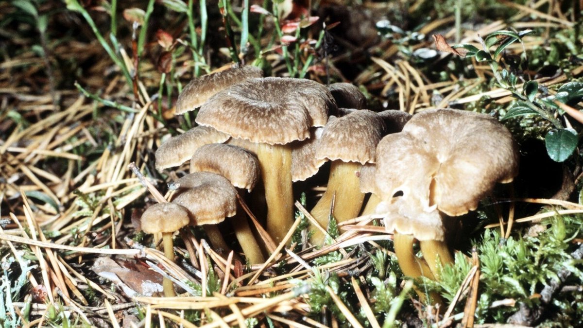 En ovanligt varm höst har lett till en jätteförsening av svampsäsongen i sydöstra Sverige, enligt växtekologen Urban Emanuelsson. Arkivbild.