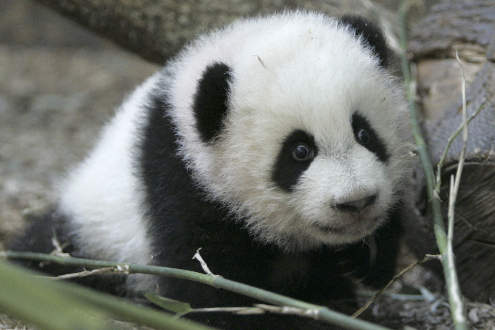 Chengdu, Panda, Jattepanda, Washington, Atlanta, USA, Kina