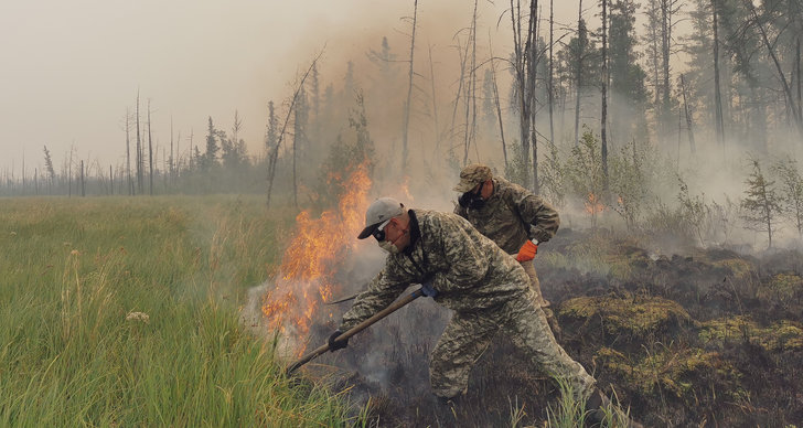 Skogsbrand, Sibirien, Ryssland, Björn
