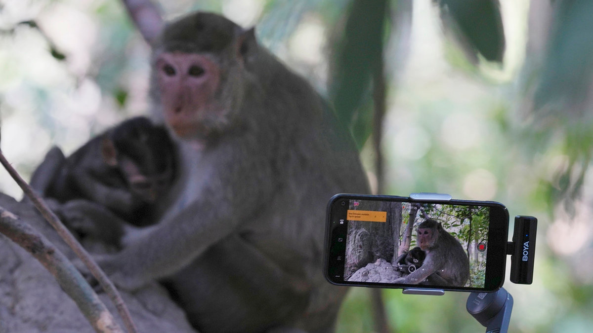 Influerare följer en apa och hennes unge för att filma dem till sina Youtube-konton.