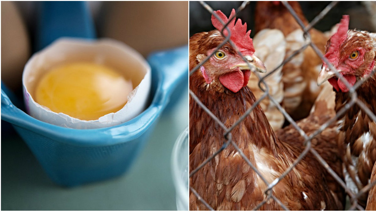 Hönan som lade ditt ägg lämnade en ledtråd till hur den mådde i ägget. 