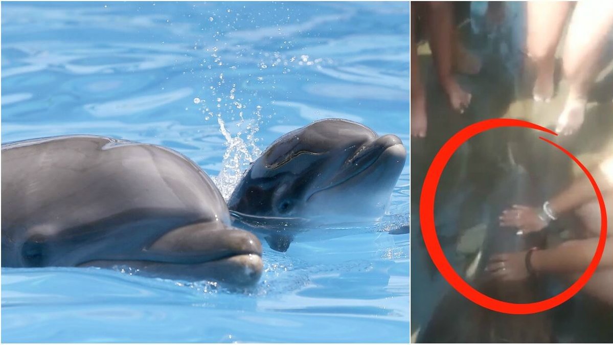 Ännu en delfin har dött för att turister skulle ta selfies med den.