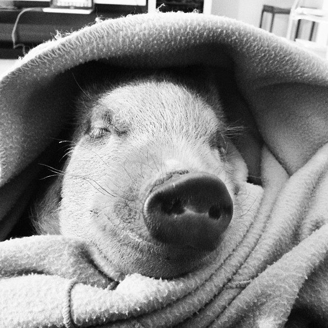 ZzZzZz. ZzZzZz.