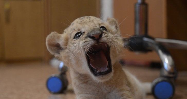 Lejon, Tiger