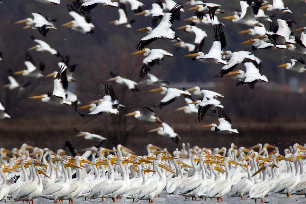 Mer än 500 pelikaner har dött längs Perus stränder.