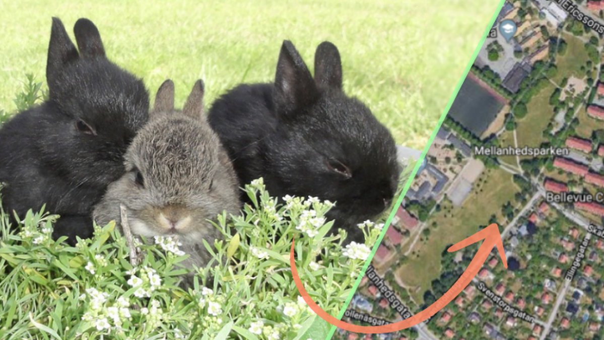 Kaniner spetsats ihjäl i Malmö
