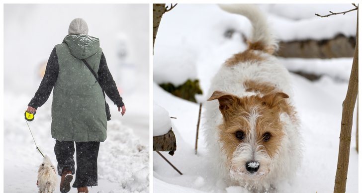Vinter, Hund, TT
