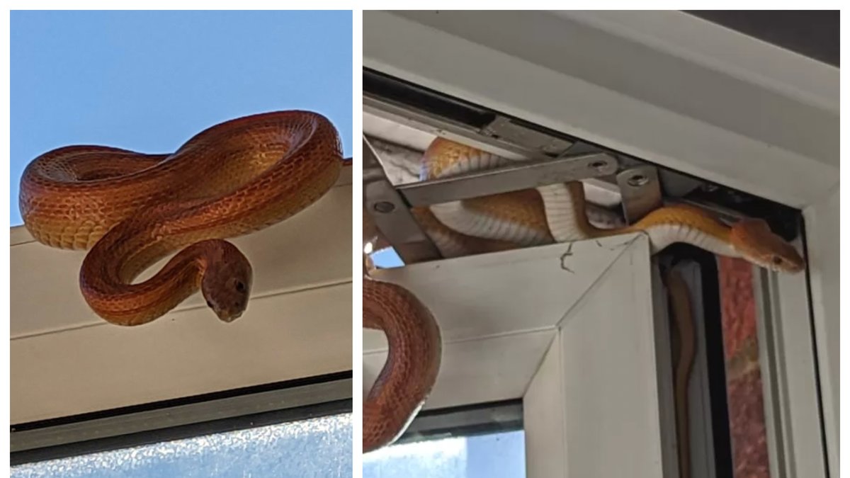 Ormen försökte slingra sig in genom kvinnans sovrumsfönster. 