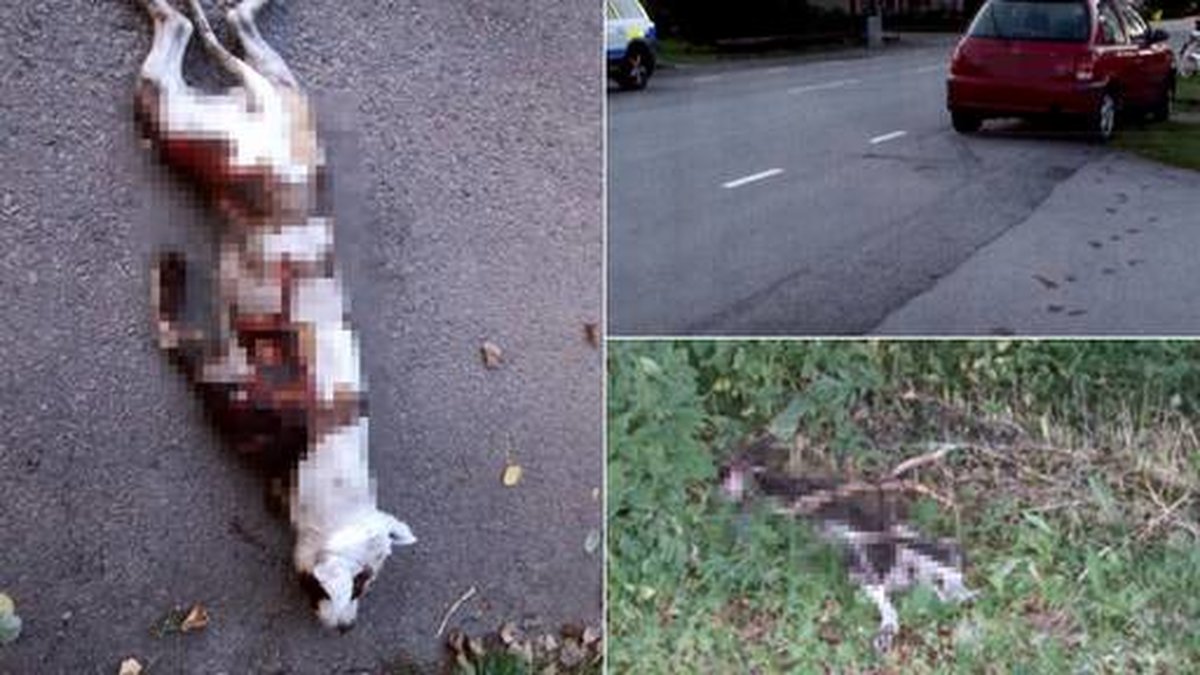 Fallet med hunden som släpades till döds bakom bilen blev uppmärksammat.
