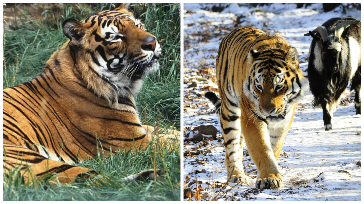 Tiger, Forskning, Tigrar