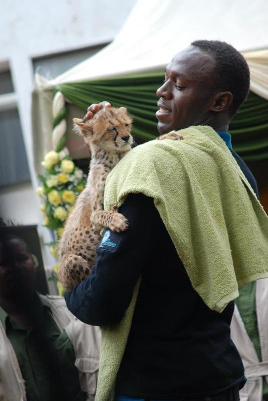 Gepard, Usain Bolt, världens snabbaste