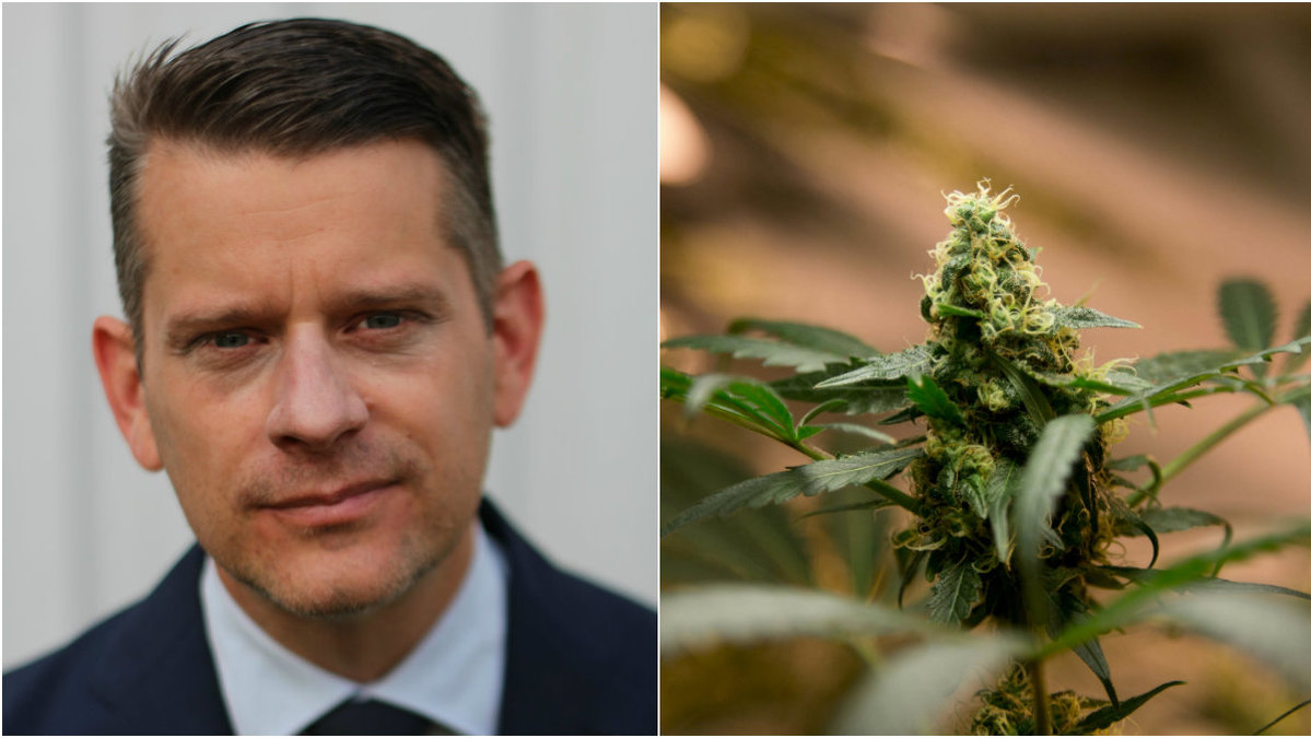 Marcus Birro skriver om medicinsk cannabis.