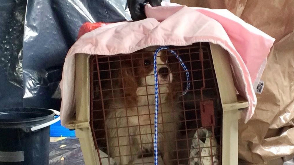 Amber Vinsons hund har satts i karantän. Hunden är en ett år gammal Cavalier King Charles spaniel-valp.