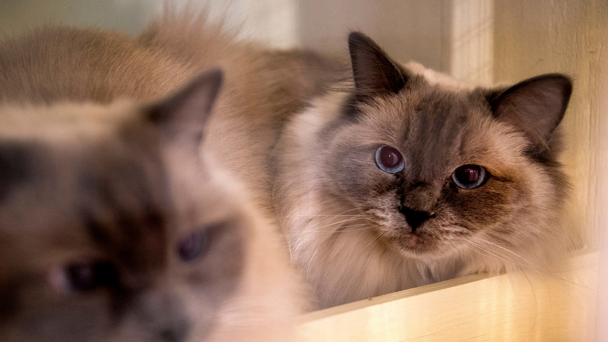 De två katterna som kom in på djurkliniken i Bodø var väldigt sjuka, men veterinärerna lyckades ändå rädda dem.