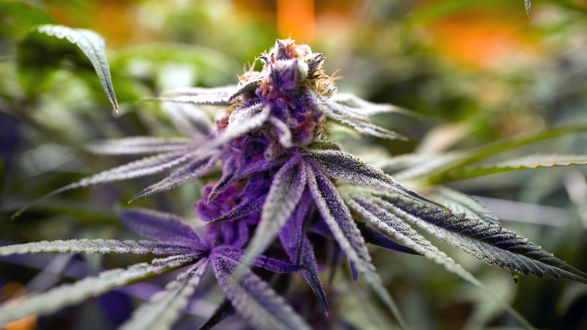 Par försökte dölja enorm cannabisplanta