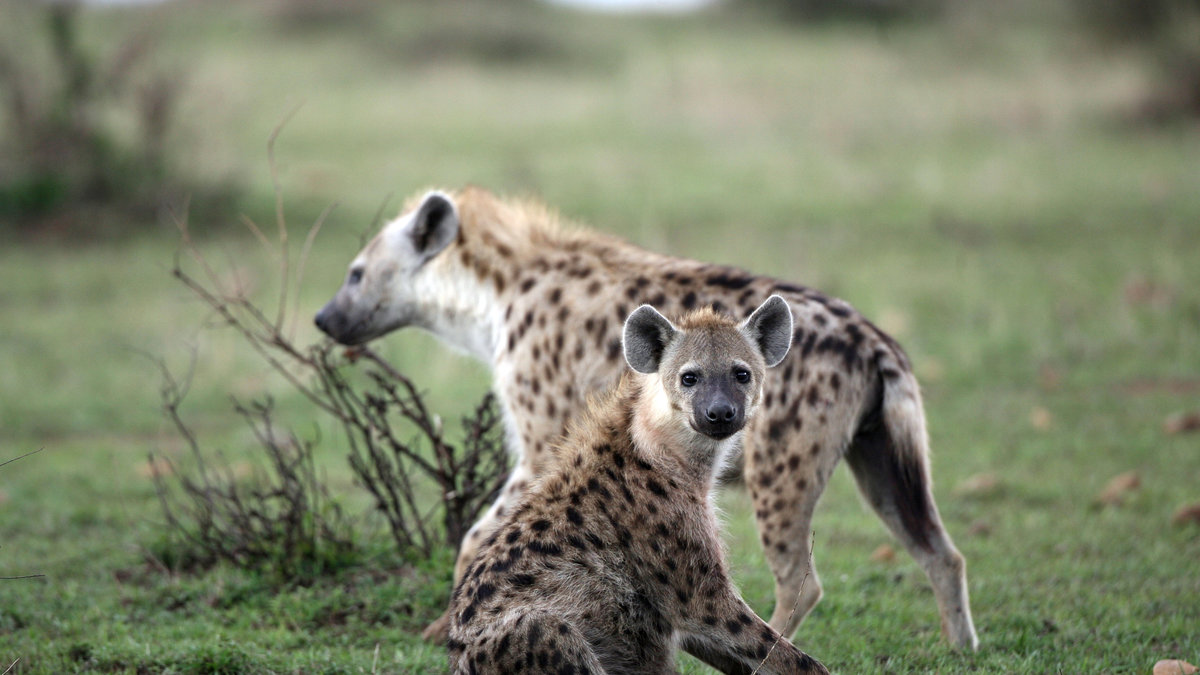 Hyenor attackerade en barnfamilj som låg och sov. Två barn blev uppätna.