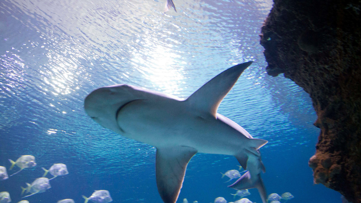 Hajar är egentligen väldigt lika hundar och gillar att kela.