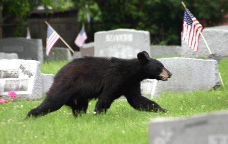 Björnar härjar på ryska kyrkogårdar. Bilden har dock inget samband med artikeln.
