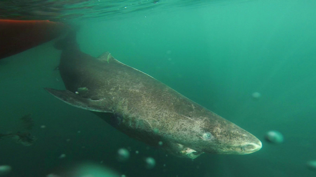 Världens äldsta haj kan bli hela 400 år gammal.