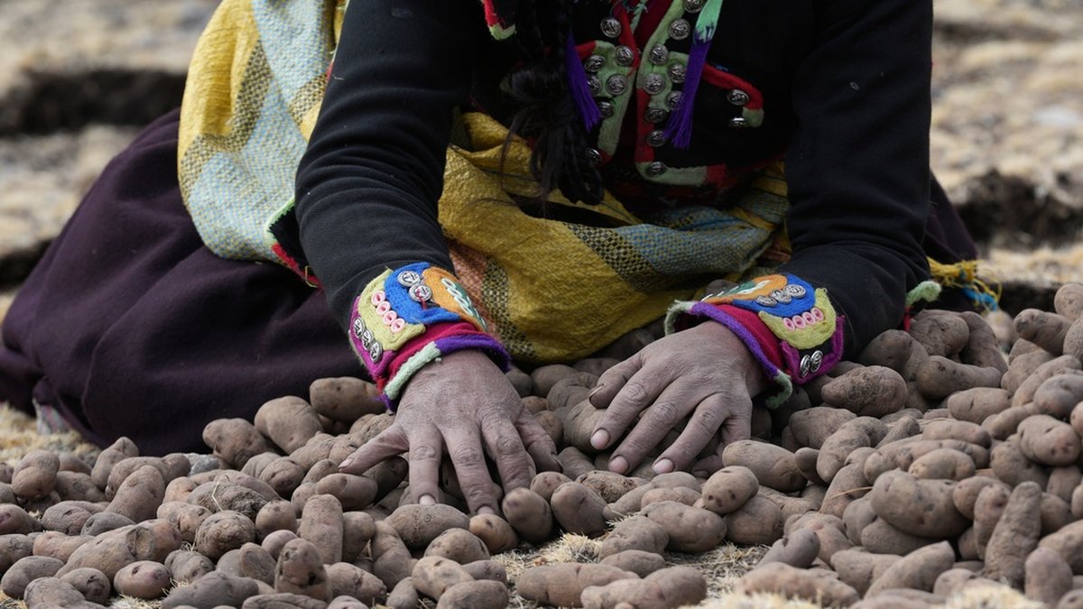 En kvinna samlar potatis innan de ska sättas i Apurimacregionen i Peru. Arkivbild.