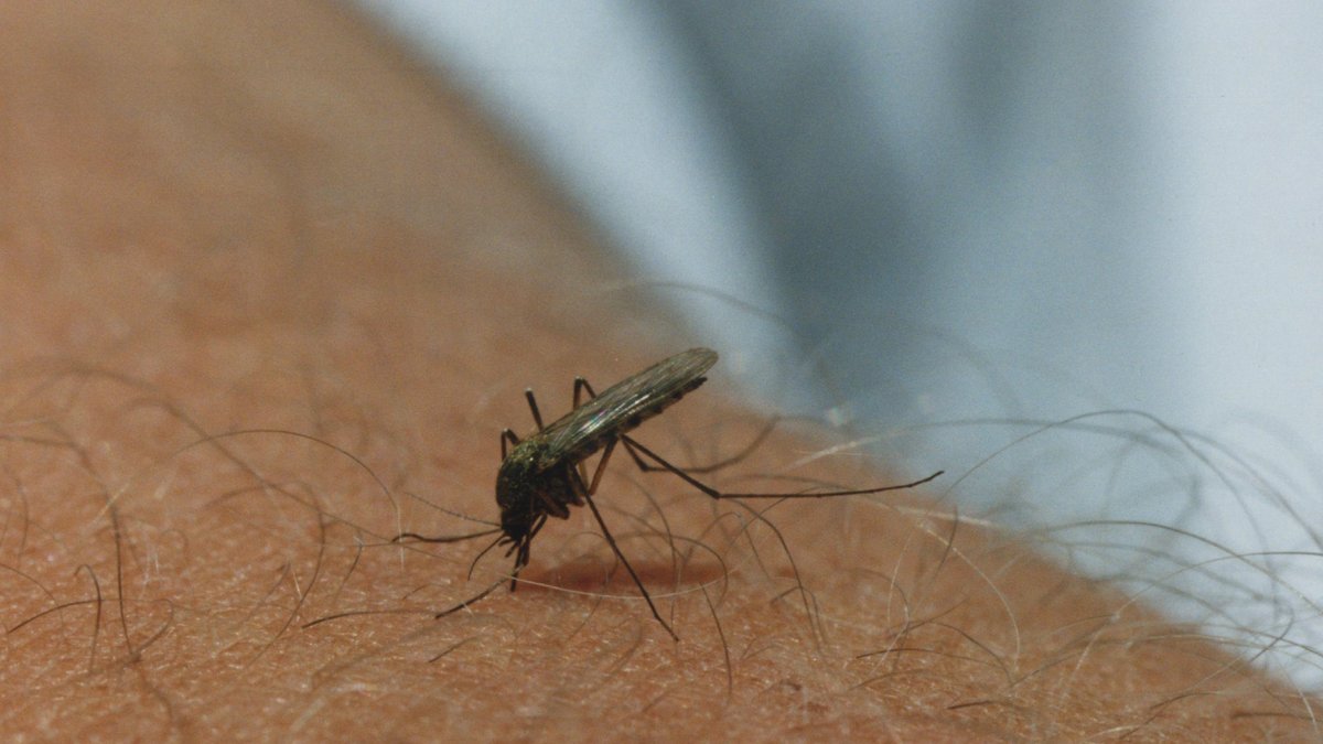 En farlig myggart har hittats i Sverige.