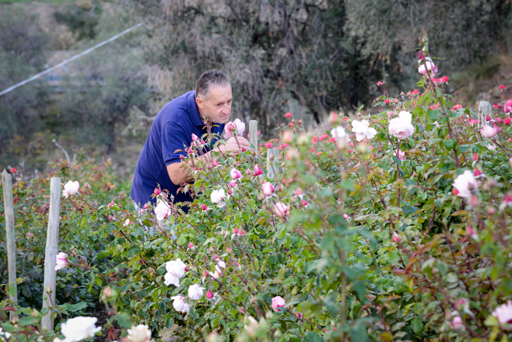 Antonio Marchese ägnar sig åt hybridisering av rosor i Sanremo-området. Bland hans mer kända rosor finns Rosa Mystica samt Nobelrosen.