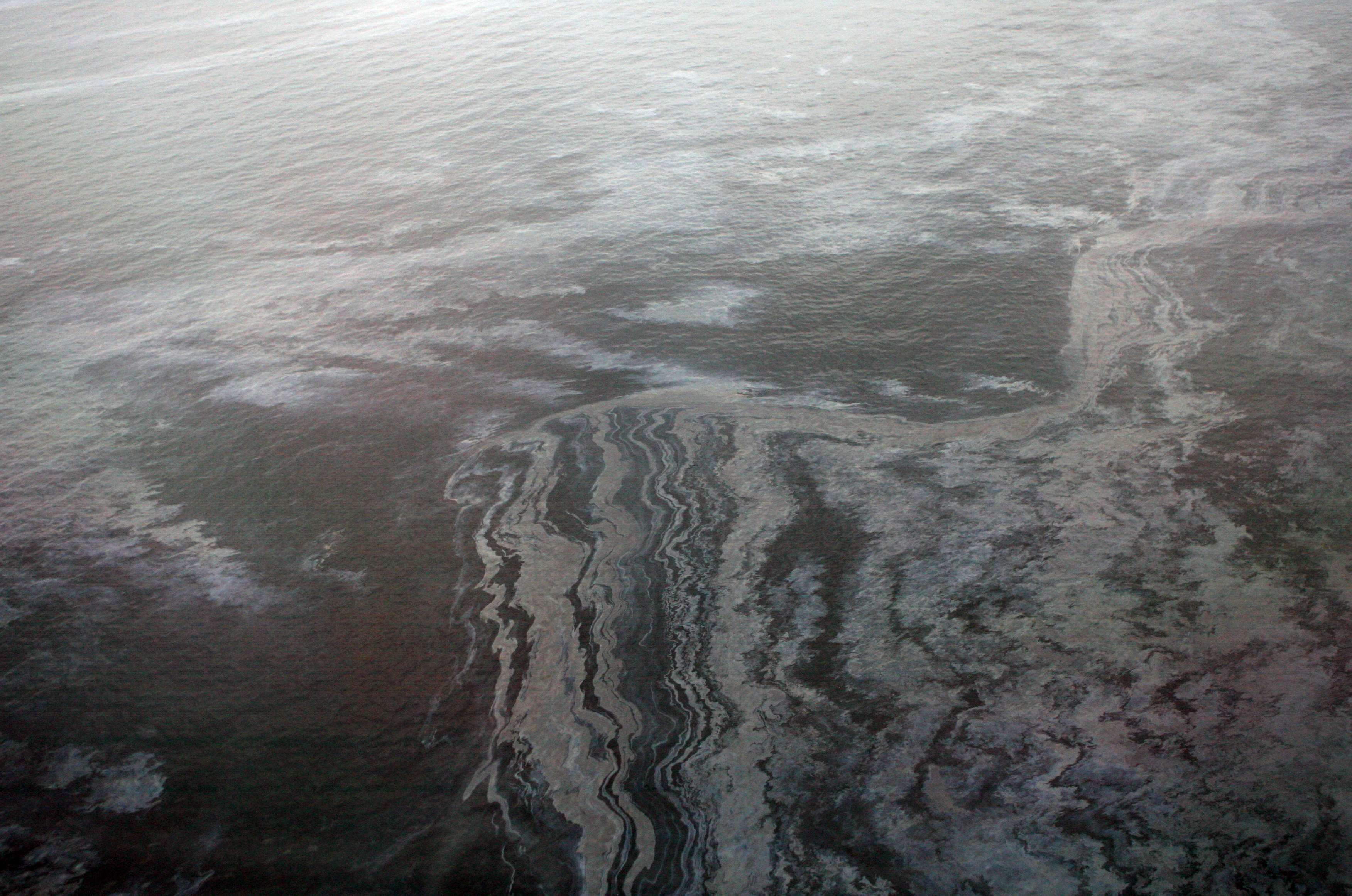 En teori kring dödsfallen är att oljeutsläpp orsakat kraftfulla vågor som lett till delfinernas inre skador.