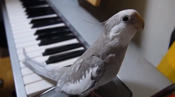 Frågan är vem som är skickligast – fågeln eller pianisten?