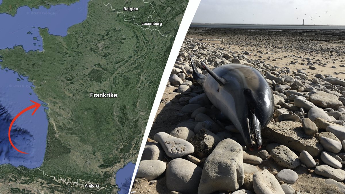 Över 1000 delfiner har spolats i land i Frankrike sedan årsskiftet