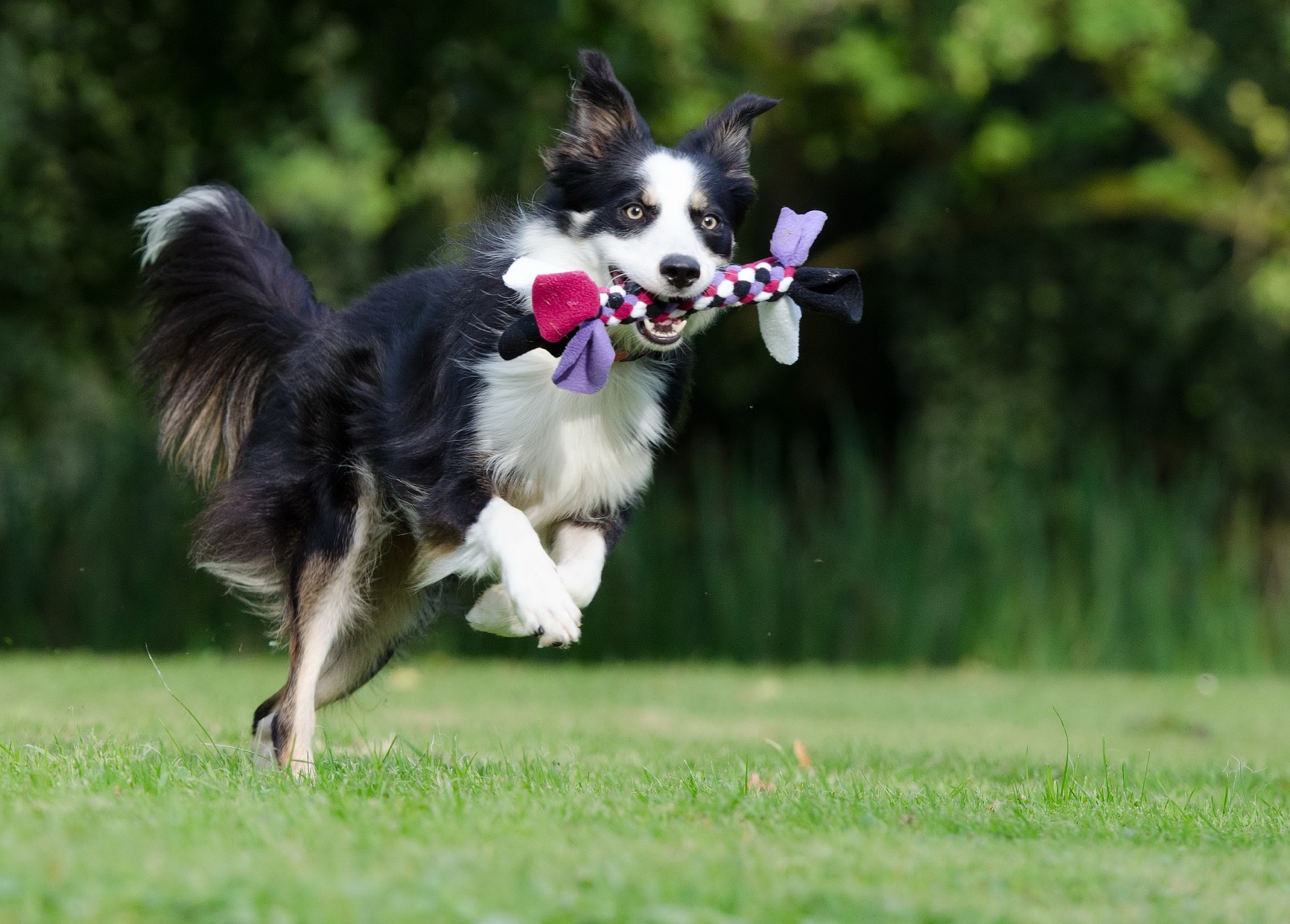 Border collie Border collie