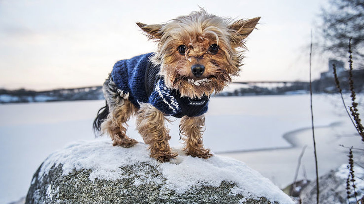Glöm inte att se till att våra fyrbenta vänner slipper frysa, som lilla Stockholmshunden Chicco här.