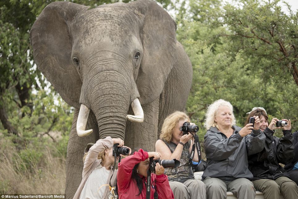 Häromdagen togs en bild när en elefant överraskade en grupp turister i Zimbabwe. Häromdagen togs en bild när en elefant överraskade en grupp turister i Zimbabwe.