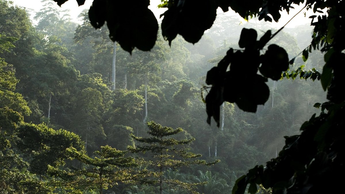 Överhettade regnskogar kan bli sämre på att binda kol. Arkivbild.