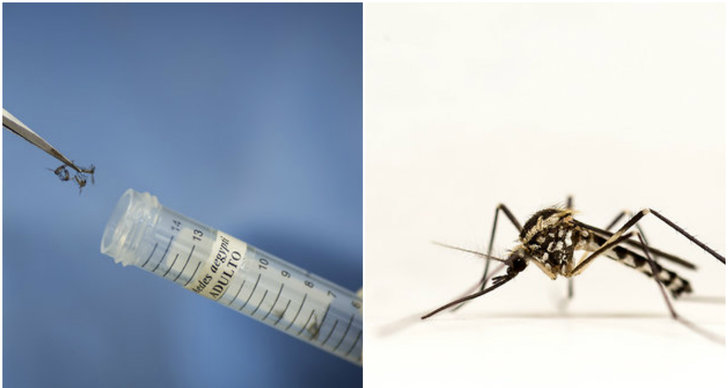 USA, Zika-virus, myggor