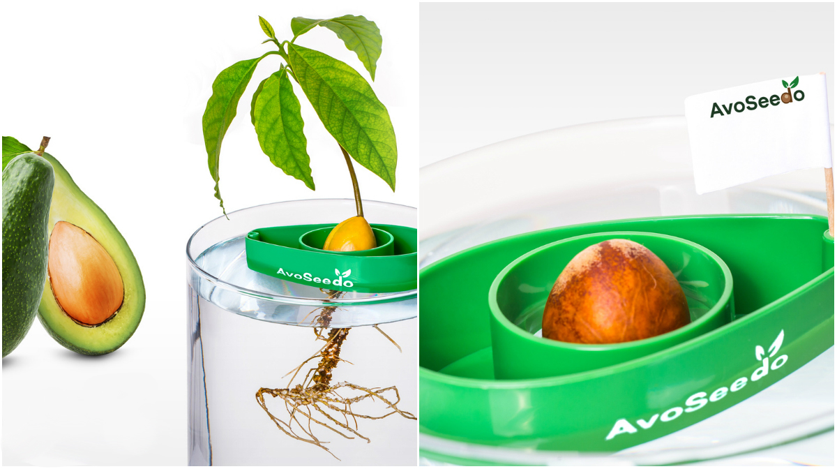 Odla egen avokado med AvoSeedo Odla egen avokado med AvoSeedo