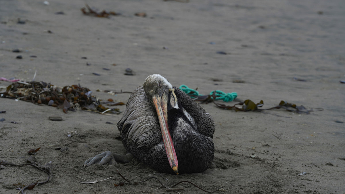 En pelikan ligger död på stranden utanför Perus huvudstad Lima - ett av miljontals offer för fågelinfluensan.