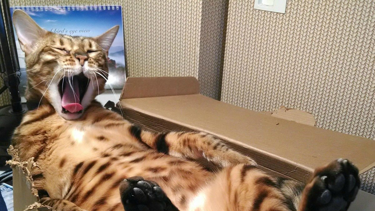 Den här katten gillar sin låda. 