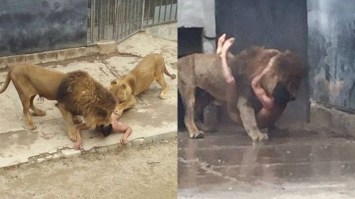 Lejon, Zoo, Självmord, Santiago