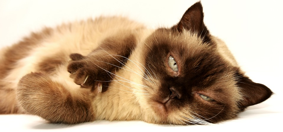Katt Katt