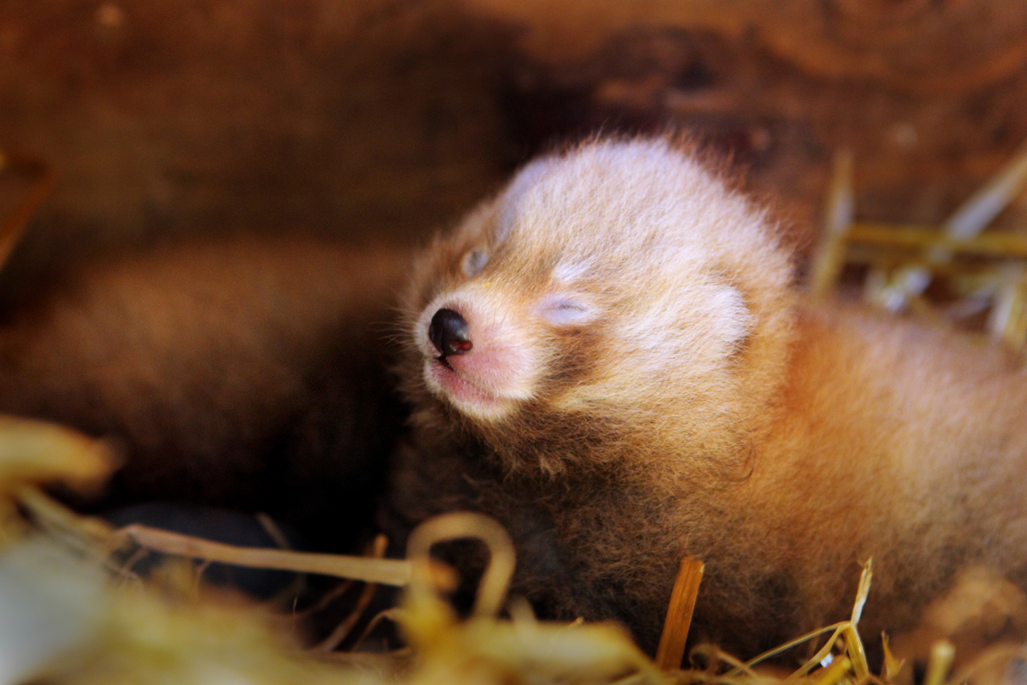 Nyfödda pandaungar på Nordens Ark - en av alla djurnyheter som lockat läsare i veckan.