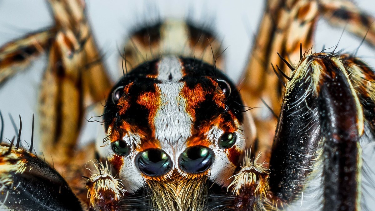 Så att du som lider av spindelfobi kan se att spindlar egentligen är rätt söta.