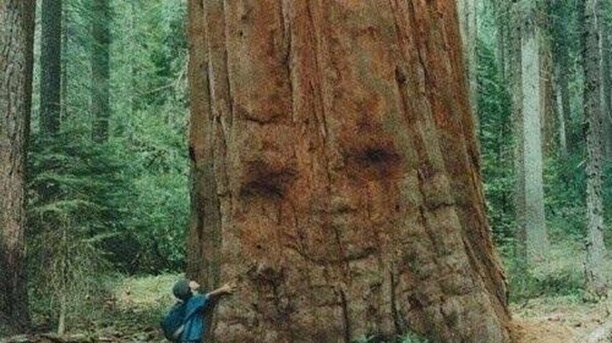 Alla träd blir mysiga när de får en kram.
