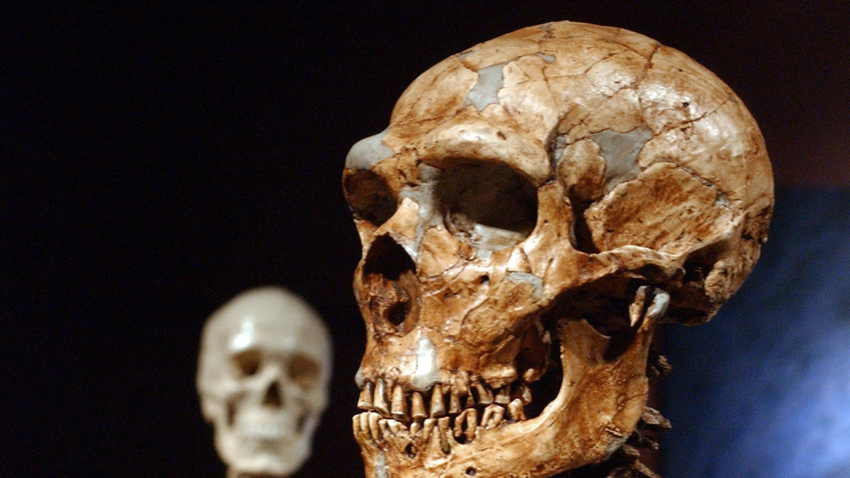 Neandertalarna är vår närmsta utdöda släkting.