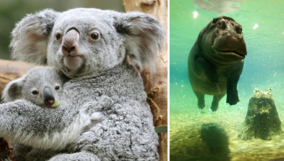 En koala och en koalabebis, en flodhäst som simmar bakom en glasvägg.