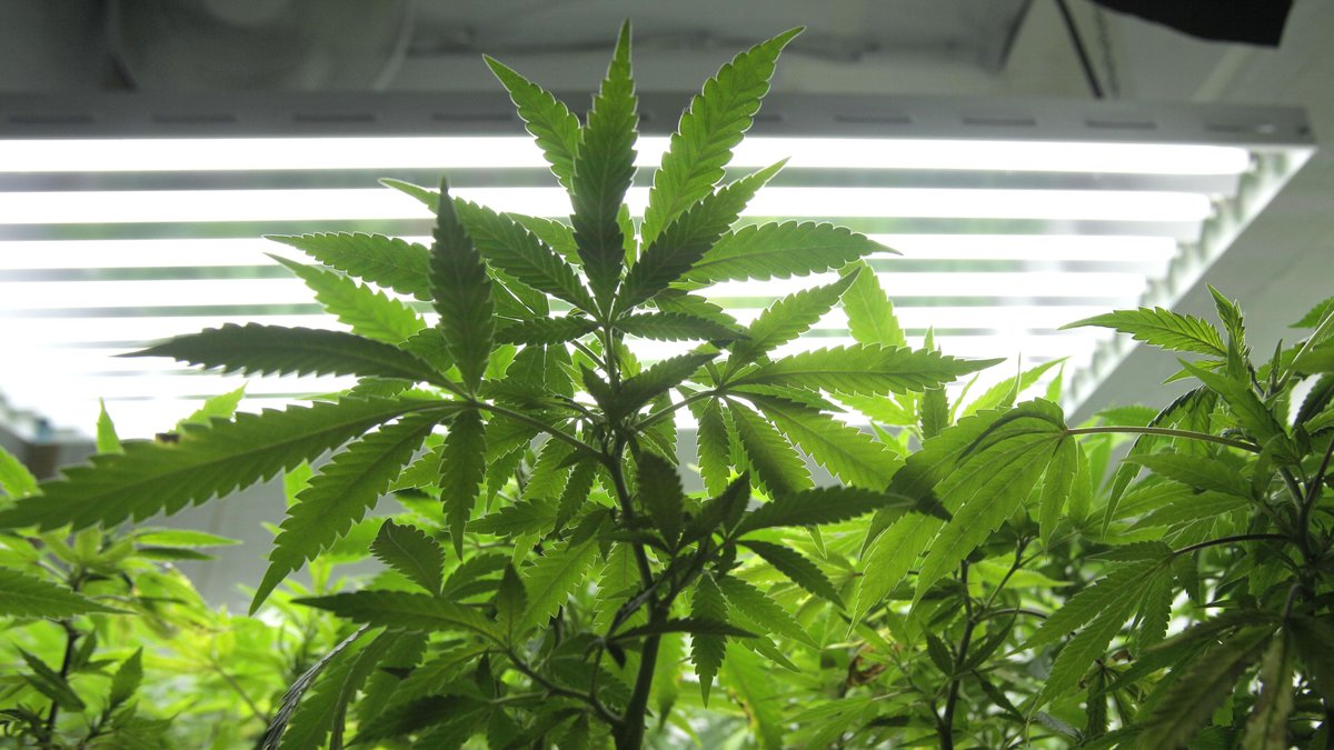Konfiskerade cannabislampor kan komma till användning på annat håll. 