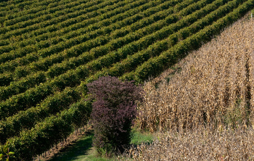 En vingård där det tillverkas prosecco i Colle Umberto i norra Italien. Bild från i höstas.