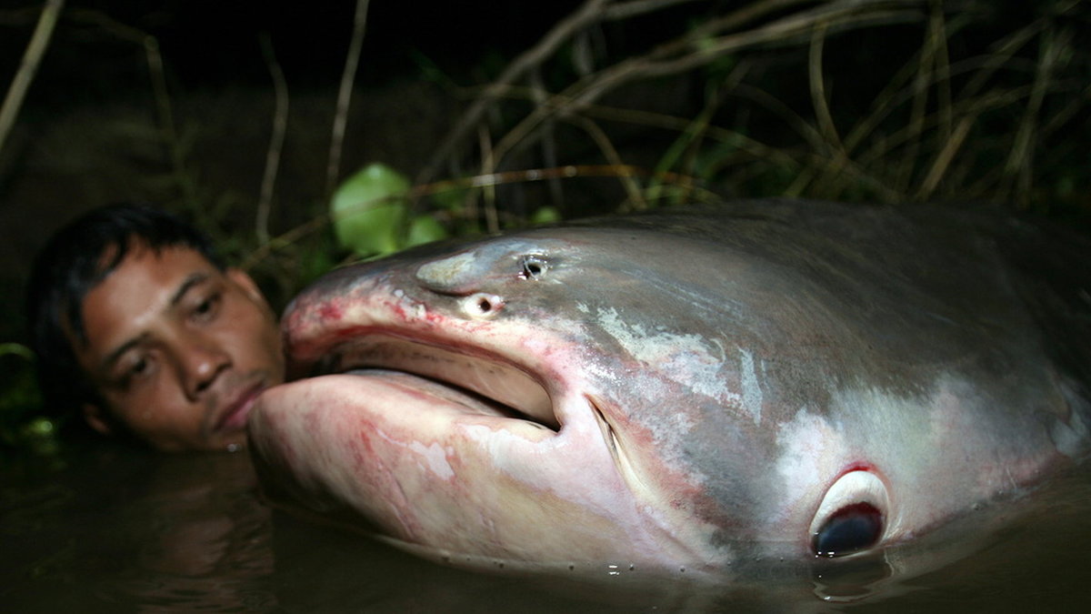 Mekongjättemal är en av fiskarterna som uteslutande finns i Mekong. Pressbild.